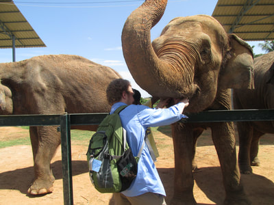Students feed elephants their morning snack