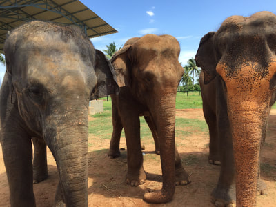 There are 3 elephants at the rescue center