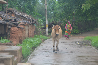 Cow and woman walking down the village streets