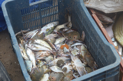 An example of how recently caught crabs are stored