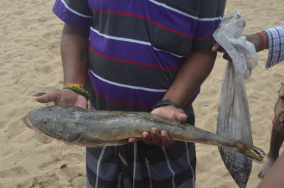 A man holding a fish that has been rolled in sand to deter flies