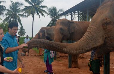 Elephant Rescue Center