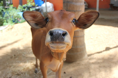 A cow gets his close-up.